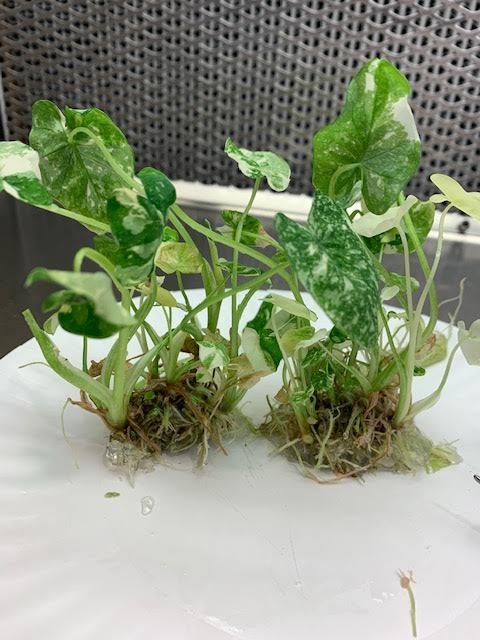 Hudson Plant tissue Culture – small plants for a bigger, brighter